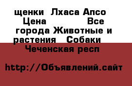 щенки  Лхаса Апсо › Цена ­ 20 000 - Все города Животные и растения » Собаки   . Чеченская респ.